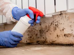 Best Mold Damage Restoration  in Palm Beach Shores, FL